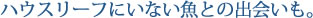 ジープ島、Jeep島、圧巻！大物に圧倒されまくる